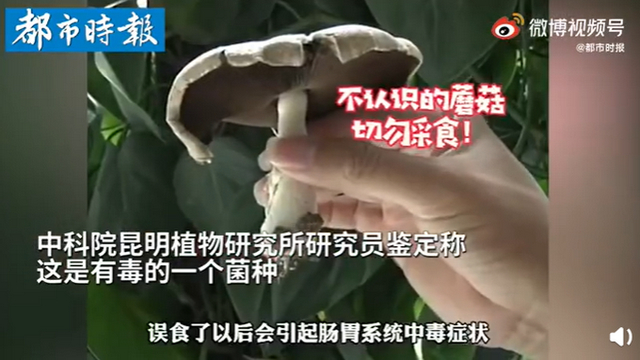 傳送帶輸送帶廠家：神奇！昆明一辦公室內(nèi)竟長出有毒蘑菇